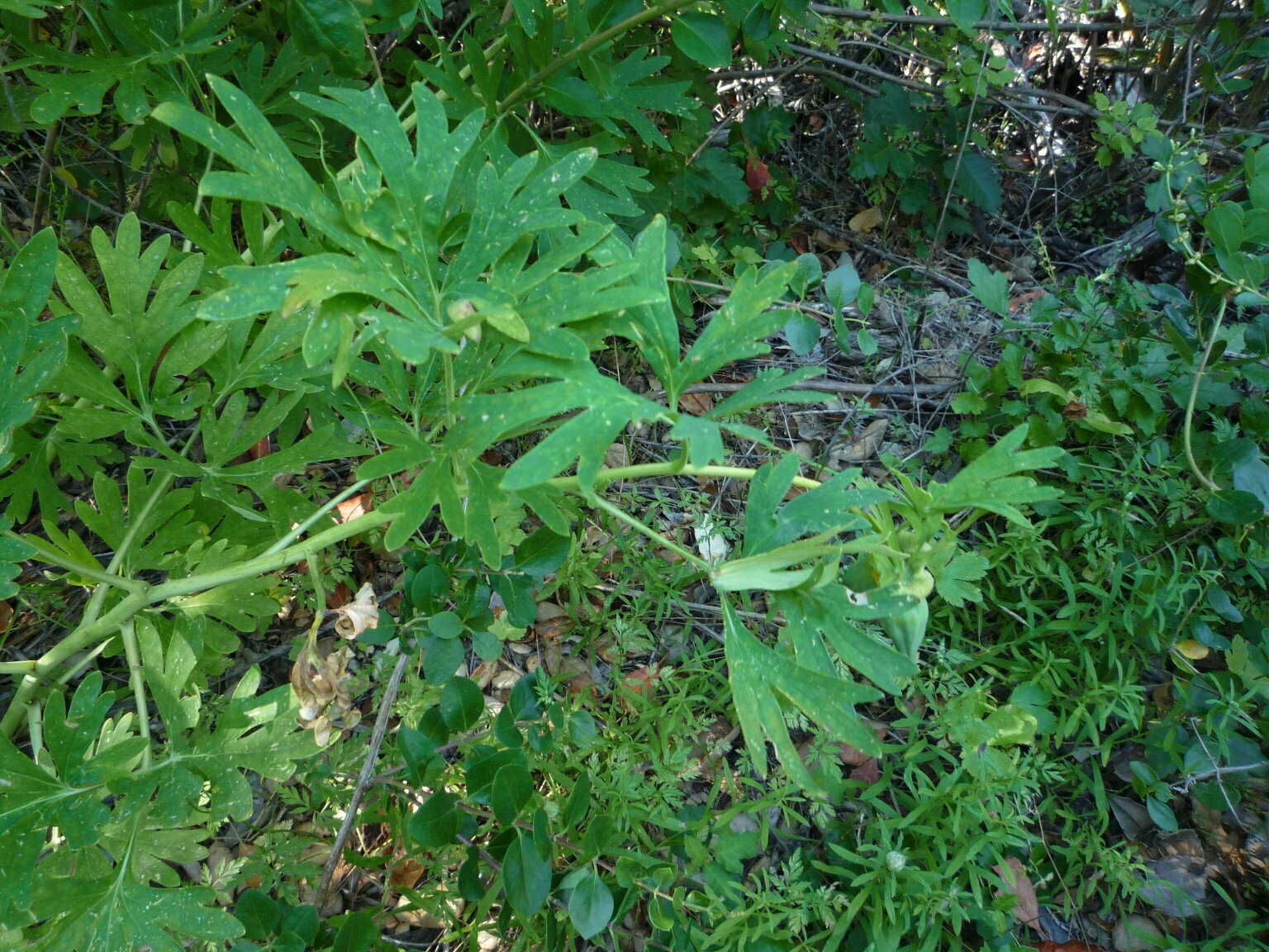 High Resolution Paeonia californica Leaf